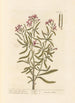 Julienne blanche - Elizabeth Blackwell — artwork view