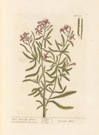 Julienne blanche - Elizabeth Blackwell — artwork view