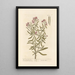 Julienne blanche - Elizabeth Blackwell — framed artwork on a wall
