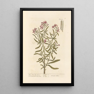 Julienne blanche - Elizabeth Blackwell — framed artwork on a wall