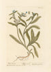 Wild Bugloss Painting - Elizabeth Blackwell — artwork view