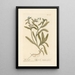 Wild Bugloss Painting - Elizabeth Blackwell — framed artwork on a wall