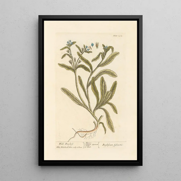 Wild Bugloss Painting - Elizabeth Blackwell — framed artwork on a wall