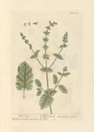 Wild Sage Painting - Elizabeth Blackwell — artwork view