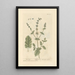 Wild Sage Painting - Elizabeth Blackwell — framed artwork on a wall