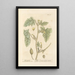 Wild Cucumber - Elizabeth Blackwell — framed artwork on a wall