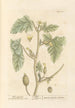 Wild Cucumber - Elizabeth Blackwell — artwork view