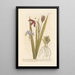 Wild Iris or Fétide Iris - Elizabeth Blackwell — framed artwork on a wall