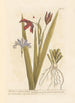 Wild Iris or Fétide Iris - Elizabeth Blackwell — artwork view