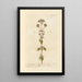 Marjolaine sauvage - Elizabeth Blackwell — framed artwork on a wall