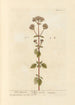 Marjolaine sauvage - Elizabeth Blackwell — artwork view