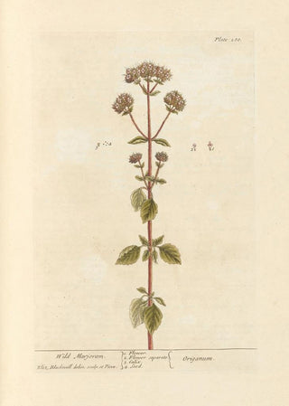 Marjolaine sauvage - Elizabeth Blackwell — artwork view