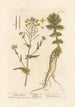 Navet sauvage - Elizabeth Blackwell — artwork view