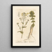 Navet sauvage - Elizabeth Blackwell — framed artwork on a wall