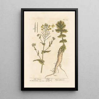 Navet sauvage - Elizabeth Blackwell — framed artwork on a wall