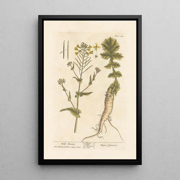 Navet sauvage - Elizabeth Blackwell — framed artwork on a wall