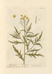 Wild Rocket Painting - Elizabeth Blackwell — artwork view