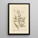 Wild Rocket Painting - Elizabeth Blackwell — framed artwork on a wall