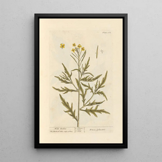 Wild Rocket Painting - Elizabeth Blackwell — framed artwork on a wall