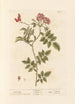 Églantier - Elizabeth Blackwell — artwork view