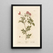 Églantier - Elizabeth Blackwell — framed artwork on a wall