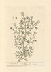 Rue sauvage - Elizabeth Blackwell — artwork view