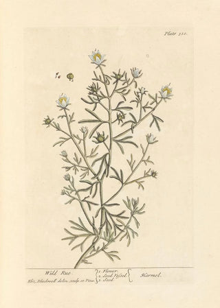 Rue sauvage - Elizabeth Blackwell — artwork view
