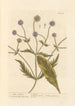 Wild Scabiosa Painting - Elizabeth Blackwell — artwork view