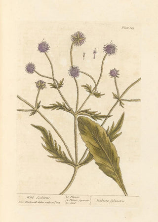 Wild Scabiosa Painting - Elizabeth Blackwell — artwork view