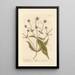 Wild Scabiosa Painting - Elizabeth Blackwell — framed artwork on a wall