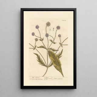 Wild Scabiosa Painting - Elizabeth Blackwell — framed artwork on a wall