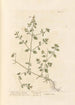 Wild Stinking Arum Painting - Elizabeth Blackwell — artwork view