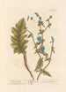 Chicorée sauvage painting - Elizabeth Blackwell — artwork view