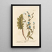 Chicorée sauvage painting - Elizabeth Blackwell — framed artwork on a wall