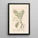 Wild Tansy Painting - Elizabeth Blackwell — framed artwork on a wall