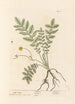 Wild Tansy Painting - Elizabeth Blackwell — artwork view