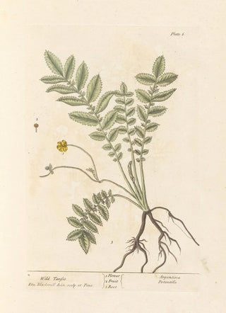 Wild Tansy Painting - Elizabeth Blackwell — artwork view