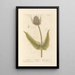 Wild Cardère - Elizabeth Blackwell — framed artwork on a wall