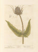 Wild Cardère - Elizabeth Blackwell — artwork view