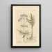Wild Valerian Painting - Elizabeth Blackwell — framed artwork on a wall