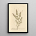 Winter Savory Painting - Elizabeth Blackwell — framed artwork on a wall