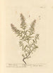 Winter Savory Painting - Elizabeth Blackwell — artwork view
