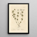 Gaillet - Elizabeth Blackwell — framed artwork on a wall
