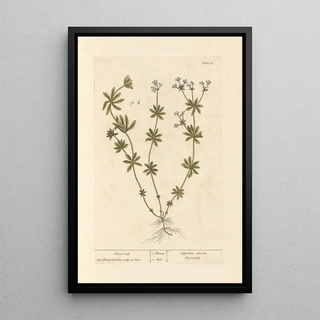 Gaillet - Elizabeth Blackwell — framed artwork on a wall