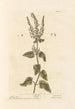 Sage of the Woods - Elizabeth Blackwell — artwork view