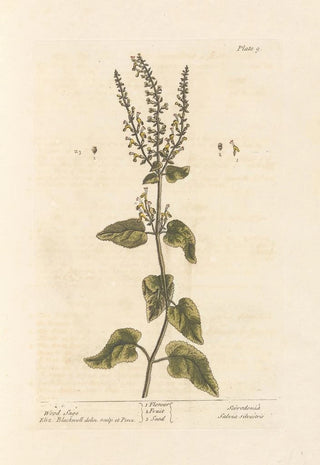 Sage of the Woods - Elizabeth Blackwell — artwork view
