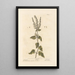 Sage of the Woods - Elizabeth Blackwell — framed artwork on a wall