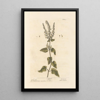 Sage of the Woods - Elizabeth Blackwell — framed artwork on a wall