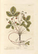 Strawberries of the woods - Elizabeth Blackwell — artwork view