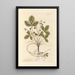 Strawberries of the woods - Elizabeth Blackwell — framed artwork on a wall